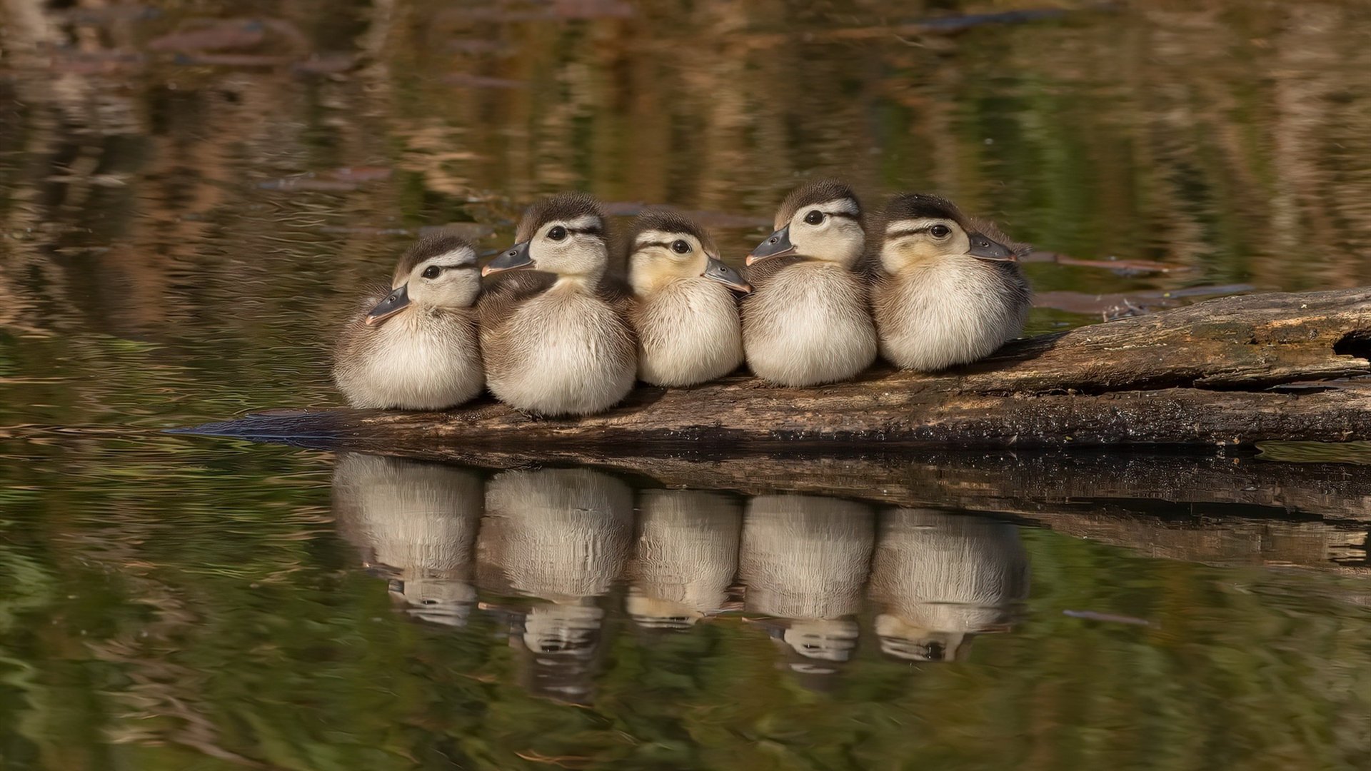 “中国足球裁判员国际比赛执裁经验不断丰富”，中国足球裁判员查询
