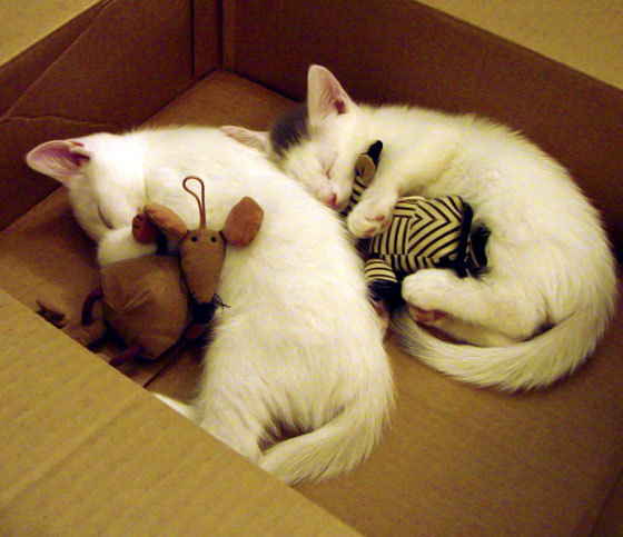 冰上碰碰车赛，冰面上的惊险乐趣，冰上碰碰车视频及报价